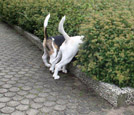 Beaglehintern